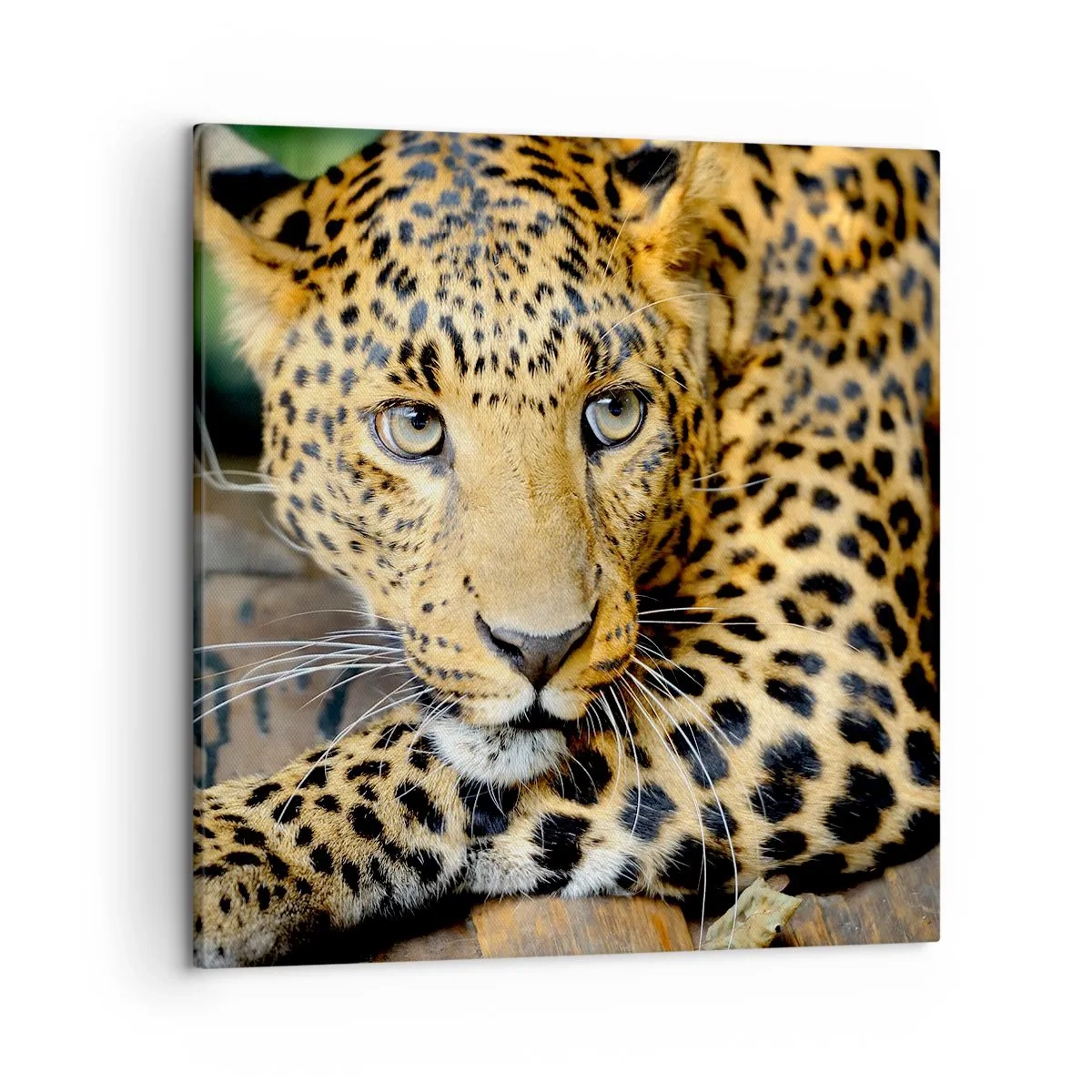 Impression sur toile - Image sur toile - N'aie pas peur, viens - 50x50 cm