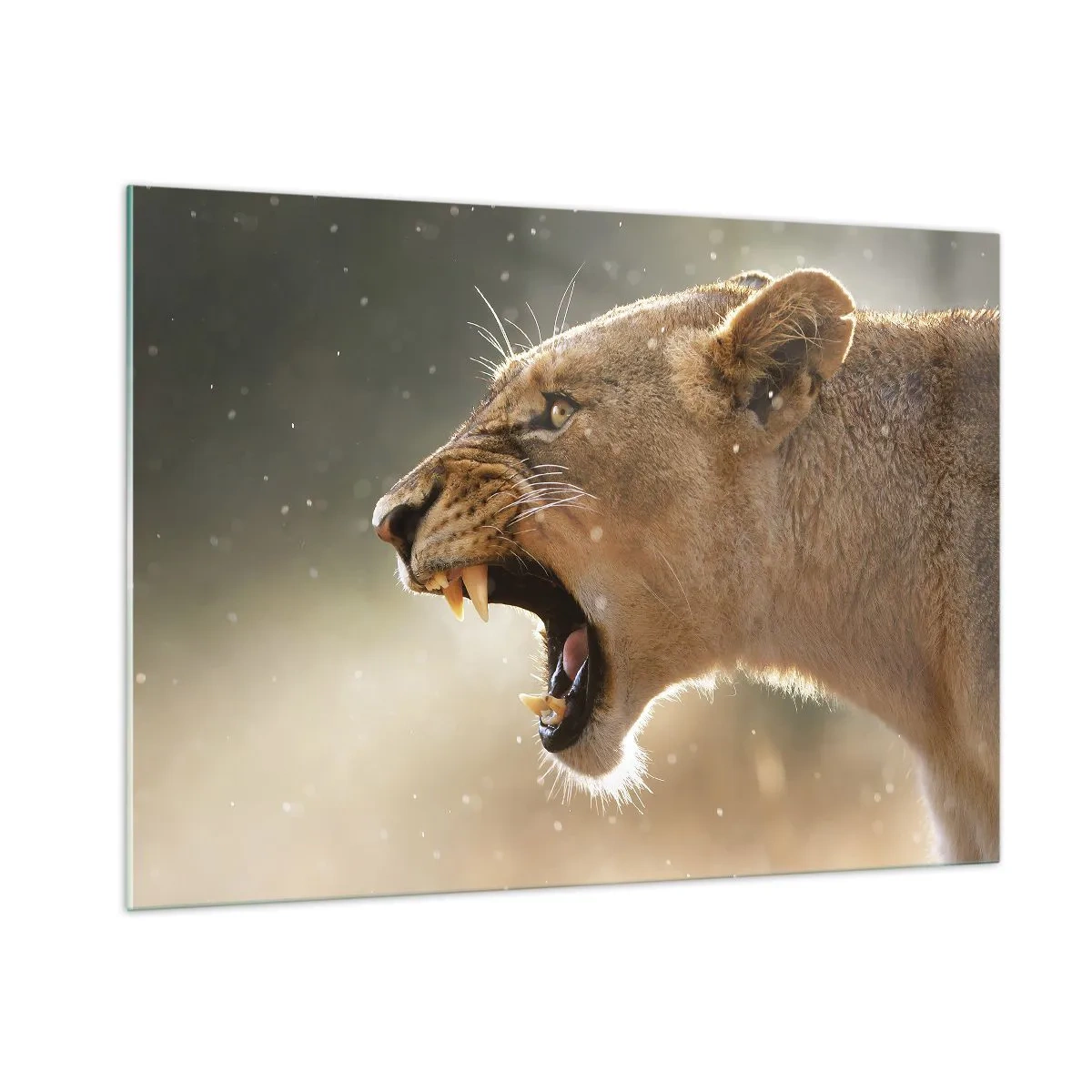 Impression sur verre - Image sur verre - Gros plan d'un lion rugissant sous les rayons du soleil - 100x70cm - Essayez  de ne pas écouter - Décoration murale moderne pour le salon et la chambre ARTTOR