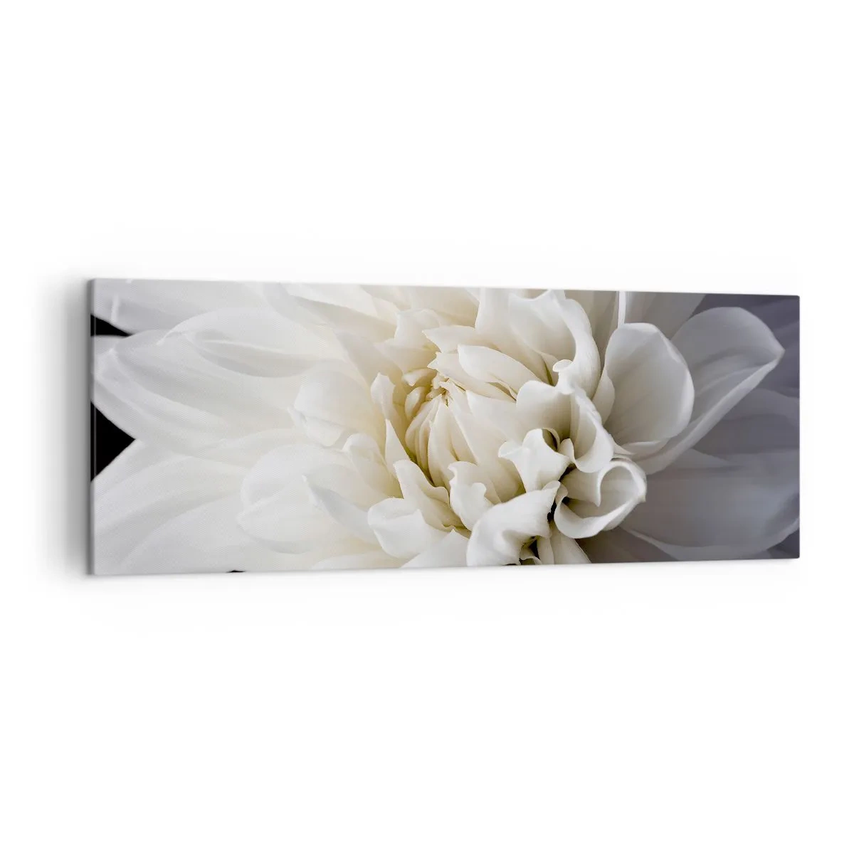 Impression sur toile - Image sur toile - Une délicate fleur blanche sur fond noir dans une composition élégante - 140x50cm - Le matin de la jeune mariéé - Décoration murale moderne pour le salon et la chambre ARTTOR