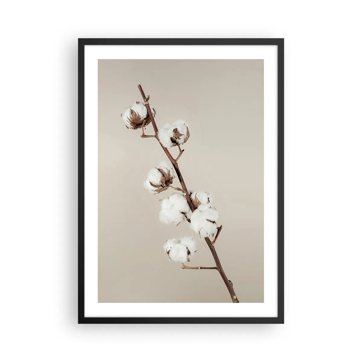 Affiche dans un cadre noir - Poster - Un brin de coton sur fond beige, dans un style minimaliste. - 50x70cm - A la source de la douceur - Décoration murale moderne pour le salon et la chambre ARTTOR