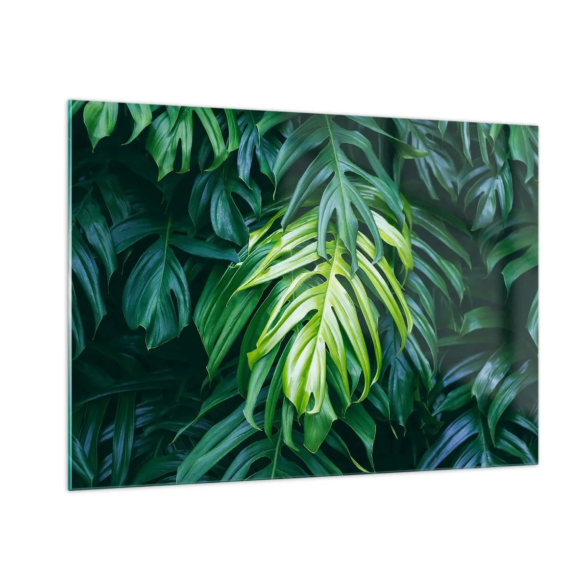 Impression sur verre - Image sur verre - Feuilles de monstera vertes luxuriantes à la lumière naturelle - 100x70cm - Immergez-vous dans la fraîcheur - Décoration murale moderne pour le salon et la chambre ARTTOR