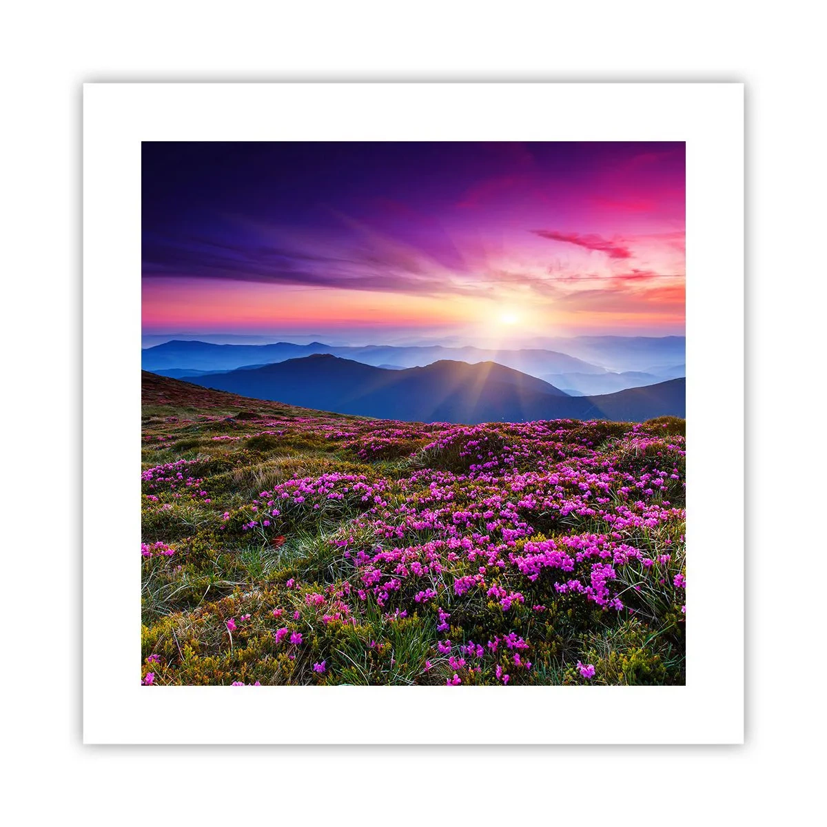 Affiche - Poster - Les herbes sentaient les grappes fraîches de la récolte - 40x40 cm