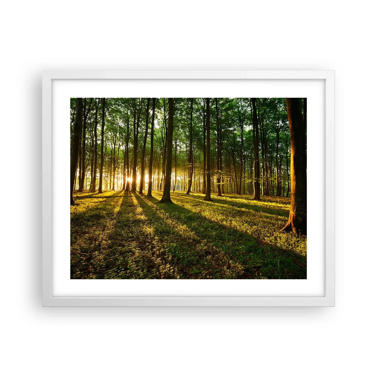Affiche dans un cadre blanc - Poster - Toutes les photographies de printemps - 50x40 cm