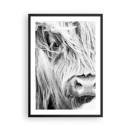 Affiche dans un cadre noir - Poster - Un portrait en gros plan en noir et blanc d'une vache des Highlands écossais. - 50x70cm - Sauvagerie écossaise - Décoration murale moderne pour le salon et la chambre ARTTOR