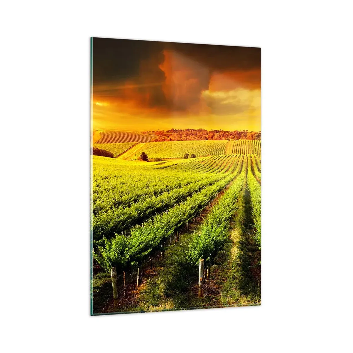 Impression sur verre - Image sur verre - Des vignes dorées illuminées par les rayons du soleil - 80x120cm - Sous le soleil australien - Décoration murale moderne pour le salon et la chambre ARTTOR