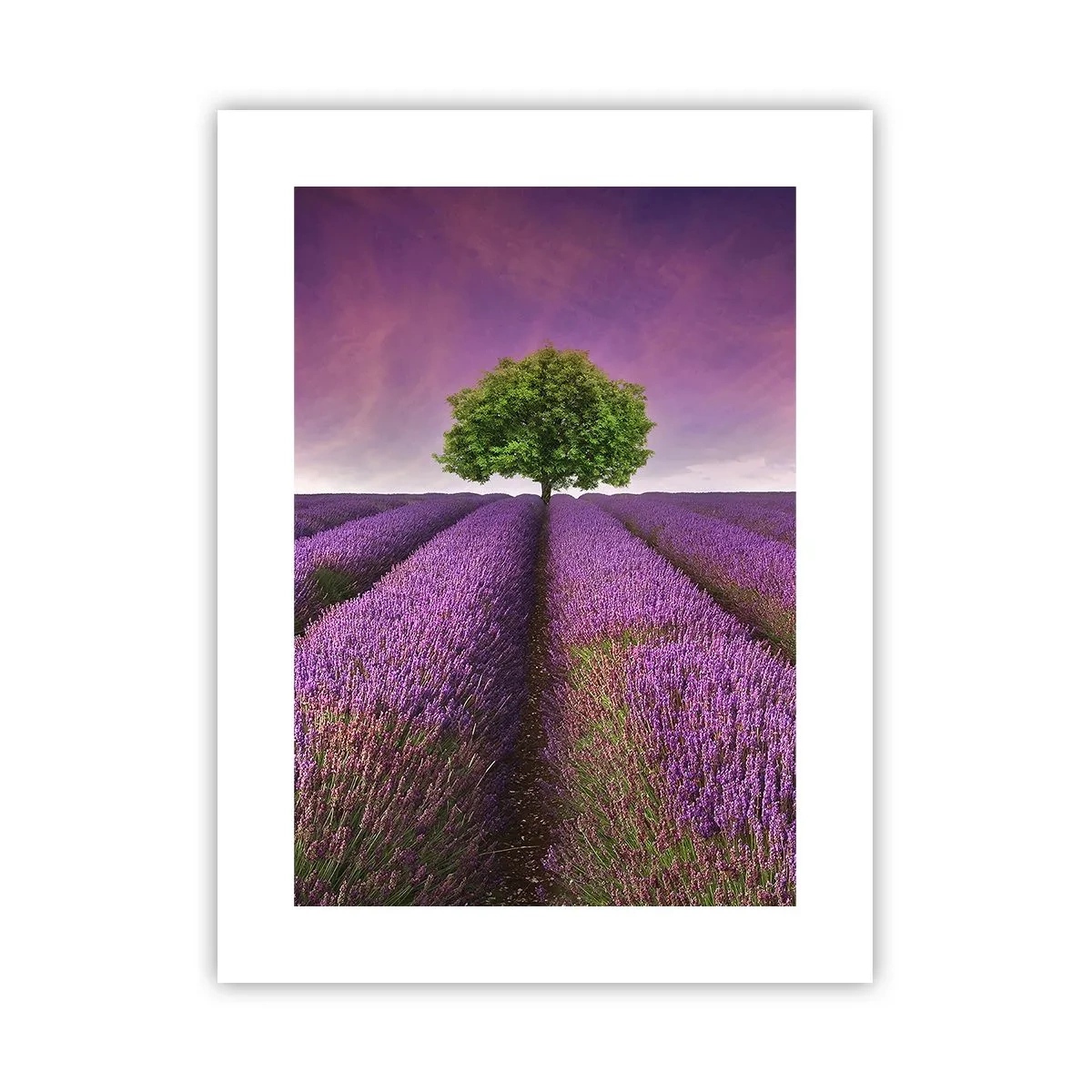 Affiche - Poster - Dans un champs de lavande - 30x40 cm