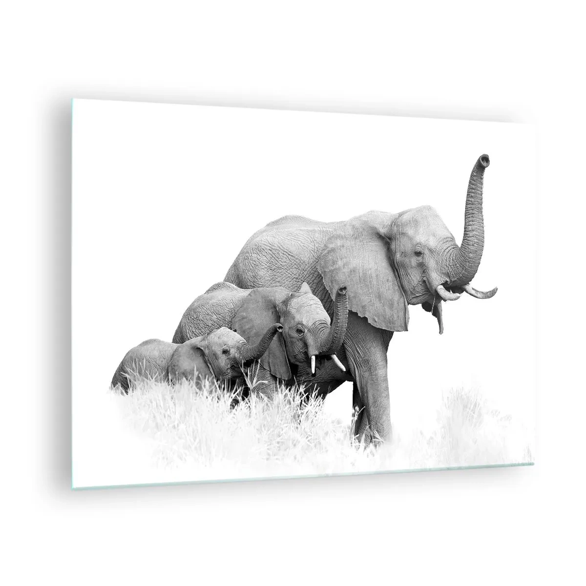 Impression sur verre - Image sur verre - Famille d'éléphants noirs et blancs dans la nature - 70x50cm - Un, deux, trois - Décoration murale moderne pour le salon et la chambre ARTTOR