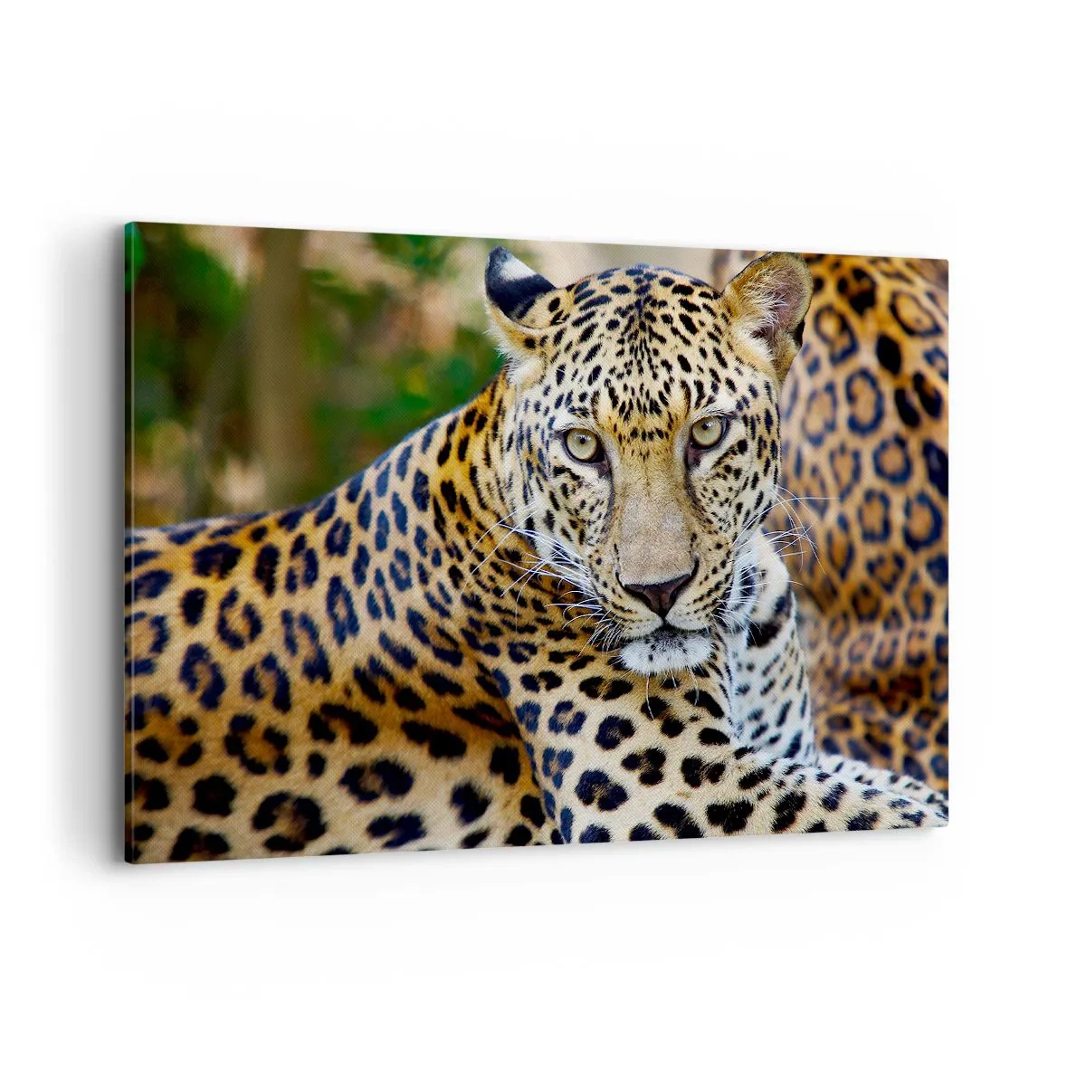 Impression sur toile - Image sur toile - Jaguar au repos dans un environnement naturel avec un fond vert. - 120x80cm - Sauvage et calme - Décoration murale moderne pour le salon et la chambre ARTTOR