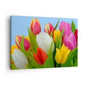 Impression sur toile - Image sur toile - Tulipes colorées couvertes de gouttes de rosée sur fond bleu - 70x50cm - Un arc-en-ciel fleuri en gouttes de rosée - Décoration murale moderne pour le salon et la chambre ARTTOR