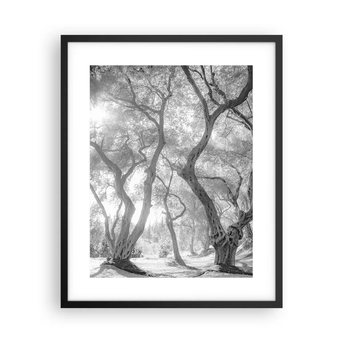 Affiche dans un cadre noir - Poster - Dans l'oliveraie - 40x50 cm
