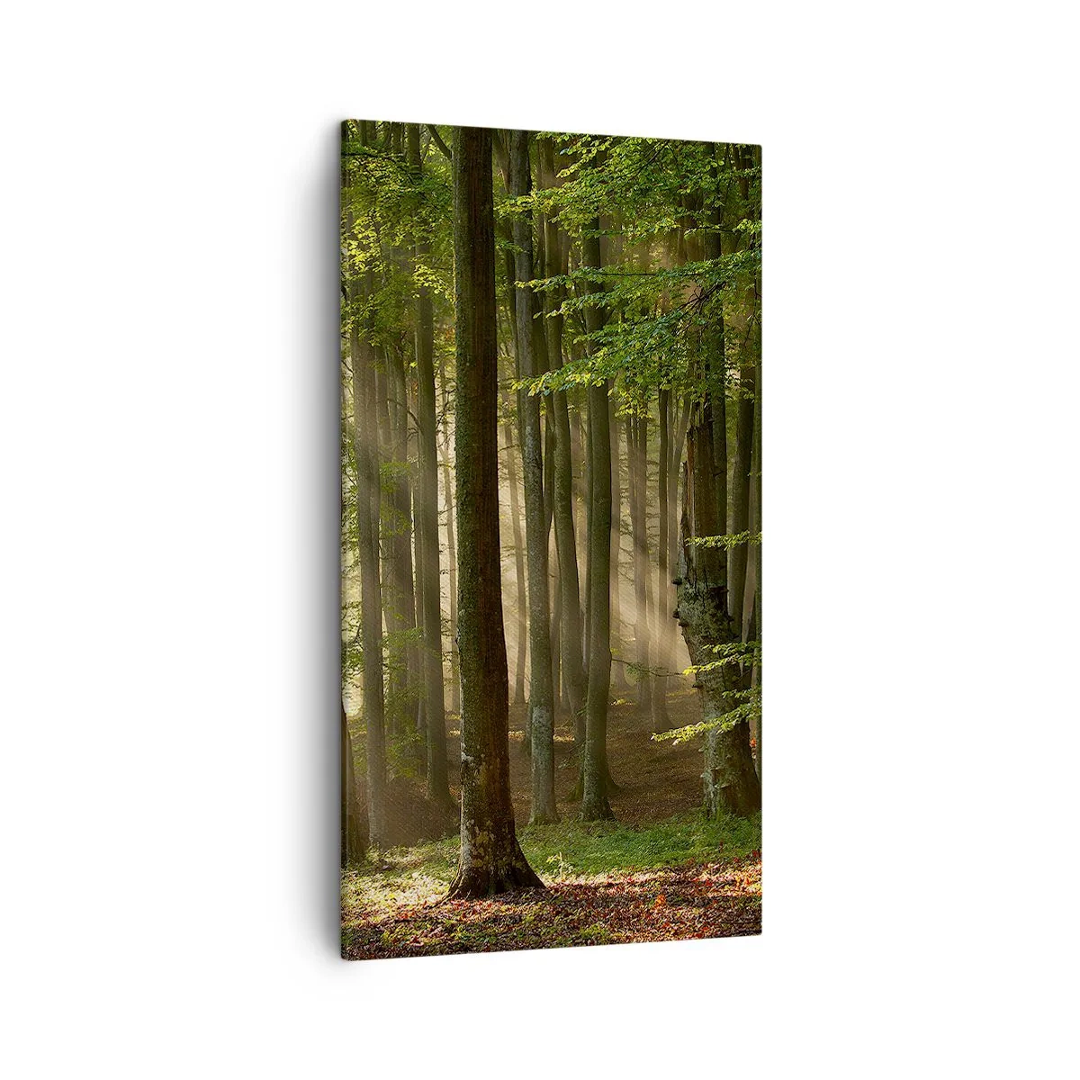 Impression sur toile - Image sur toile - Rayon d'un matin de printemps - 45x80 cm