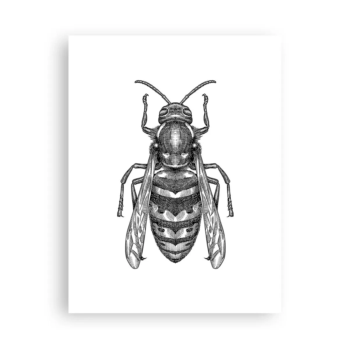 Affiche - Poster - D'une planète d'insectes - 30x40 cm