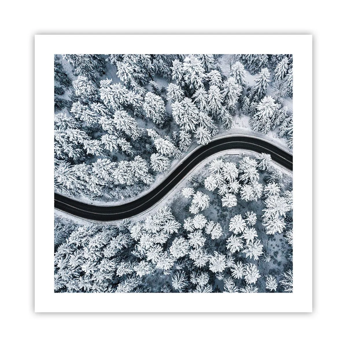 Affiche - Poster - À travers une forêt d'hiver - 50x50 cm