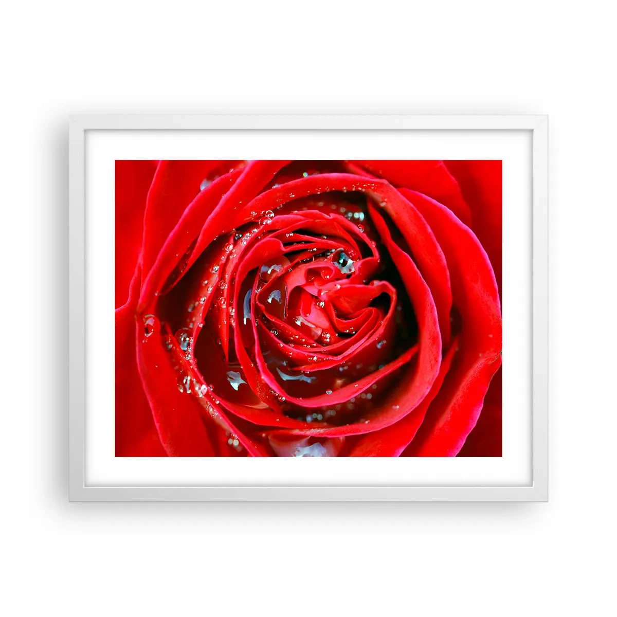 Affiche dans un cadre blanc - Poster - Dans les gouttes de rosée - 50x40 cm