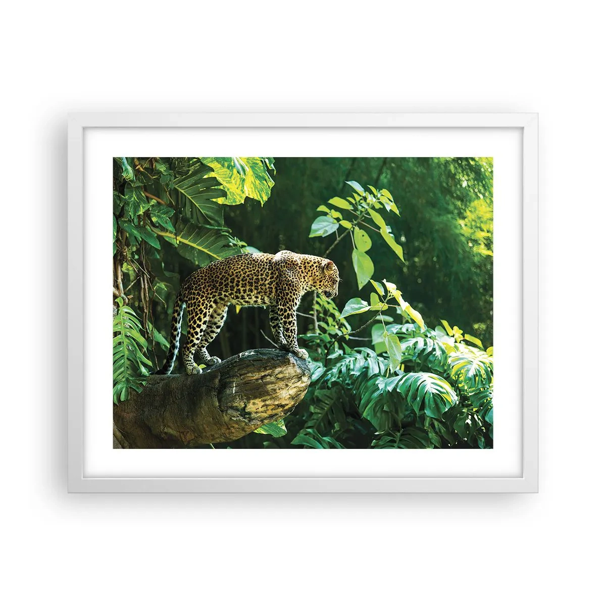 Affiche dans un cadre blanc - Poster - À la chasse? - 50x40 cm