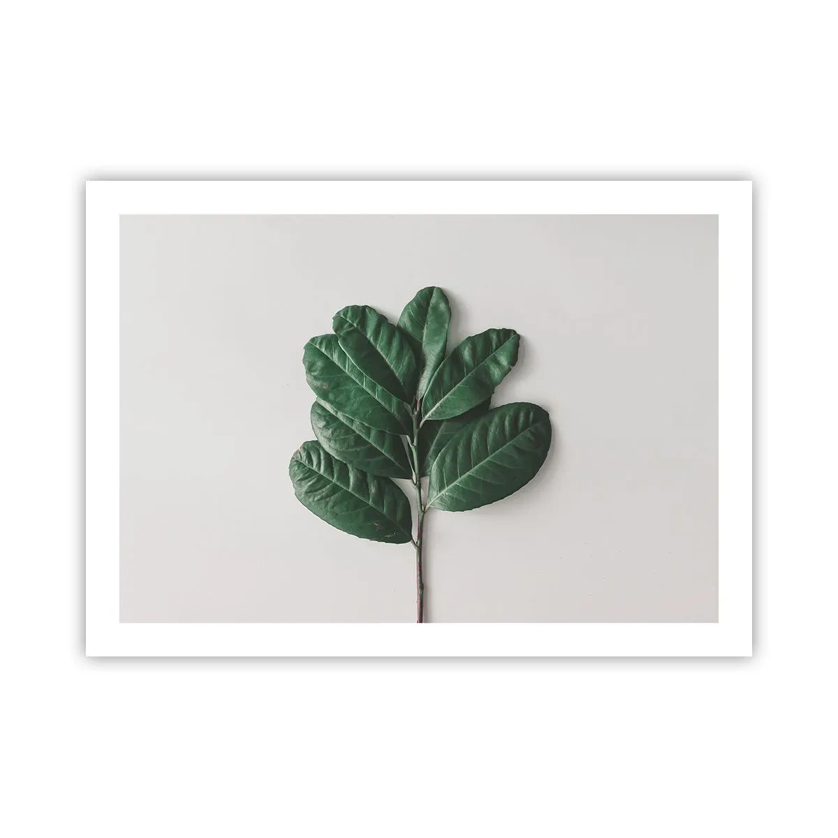 Affiche - Poster - Dessin de la nature elle-même - 70x50 cm