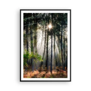 Affiche dans un cadre noir - Poster - Une zone forestière - 70x100 cm