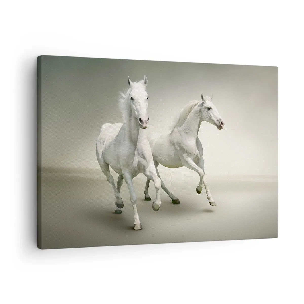 Impression sur toile - Image sur toile - Deux chevaux blancs galopant sur un fond clair - 70x50cm - White power! - Décoration murale moderne pour le salon et la chambre ARTTOR