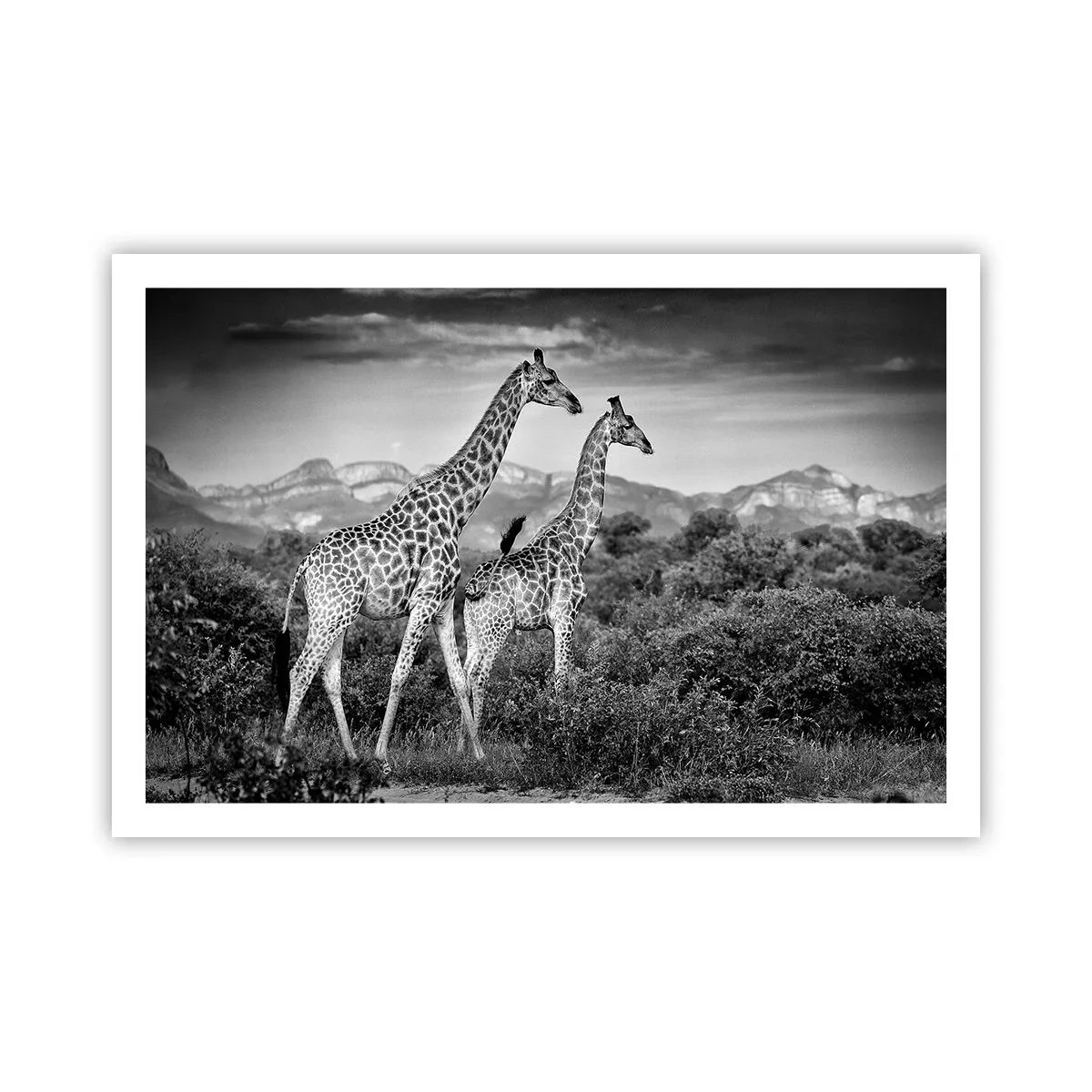 Affiche - Poster - Hautes sphères en Afrique - 91x61 cm