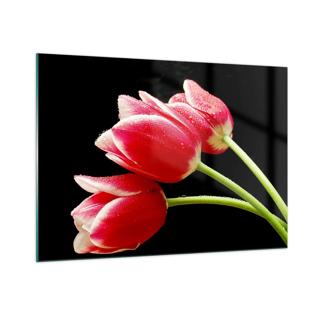 Impression sur verre - Image sur verre - Tulipes rouges avec des gouttes de rosée sur fond noir - 100x70cm - Une promesse d'amour pur - Décoration murale moderne pour le salon et la chambre ARTTOR