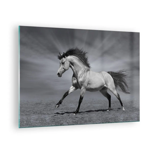 Impression sur verre - Image sur verre - Une photo en noir et blanc d'un cheval galopant dans un champ ouvert. - 70x50cm - Né pour séduire - Décoration murale moderne pour le salon et la chambre ARTTOR