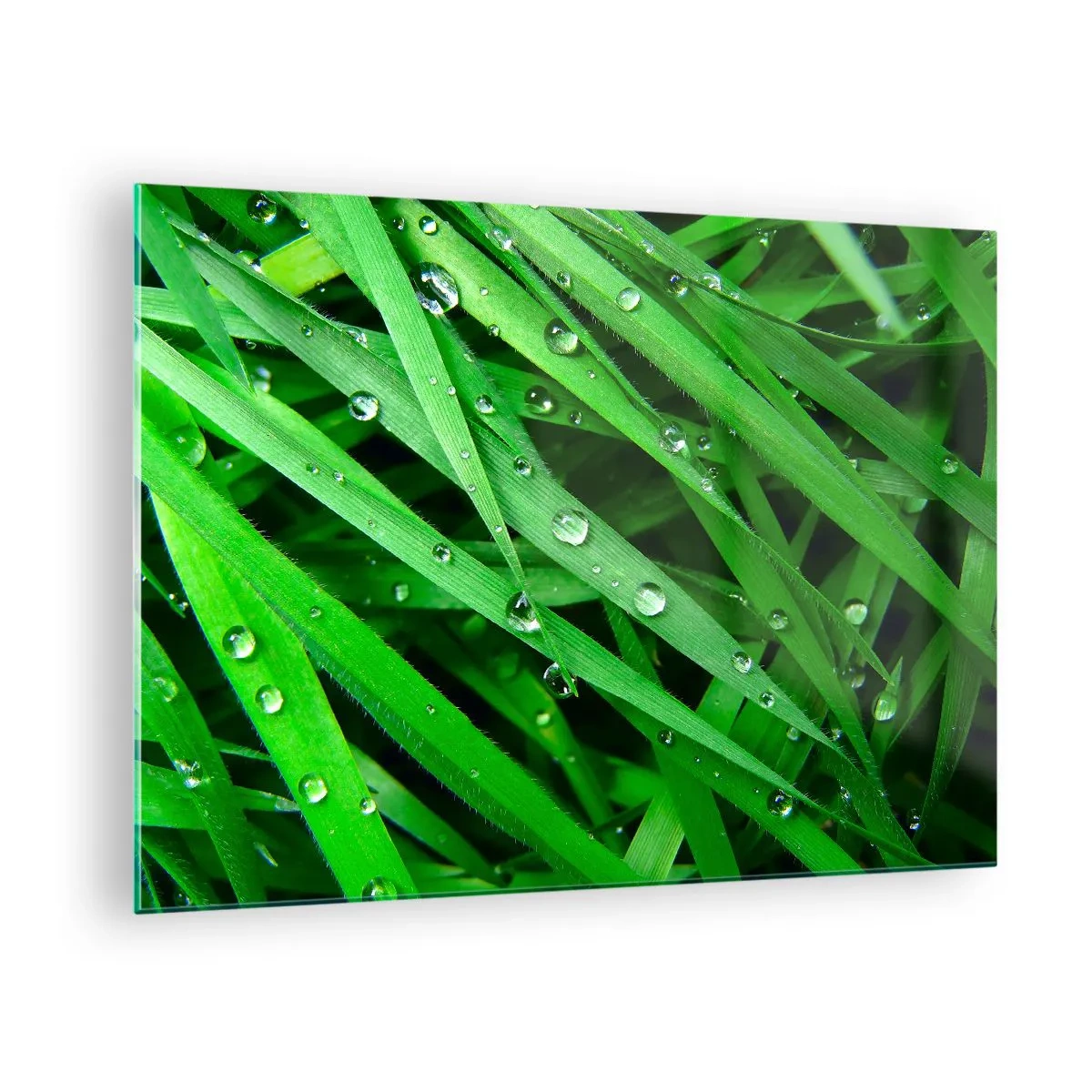 Impression sur verre - Image sur verre - Des brins d'herbe verts avec des gouttes de rosée - 70x50cm - Jouez dans le vert - Décoration murale moderne pour le salon et la chambre ARTTOR