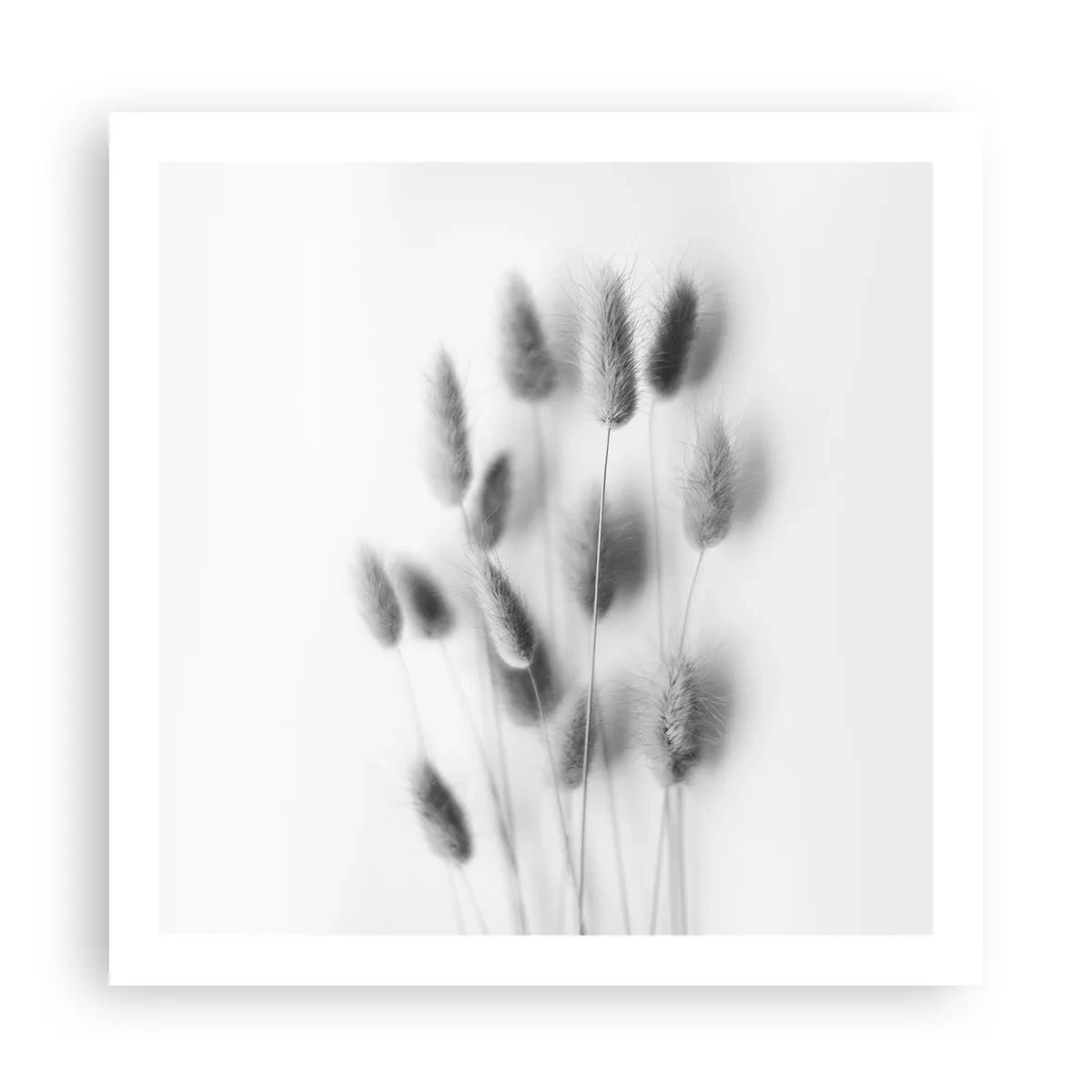 Affiche - Poster - Son herbe duveteuse - 60x60 cm
