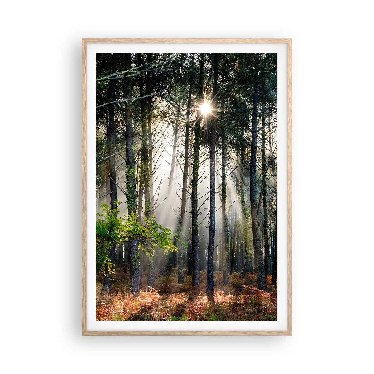 Affiche dans un chêne clair - Poster - Une zone forestière - 70x100 cm