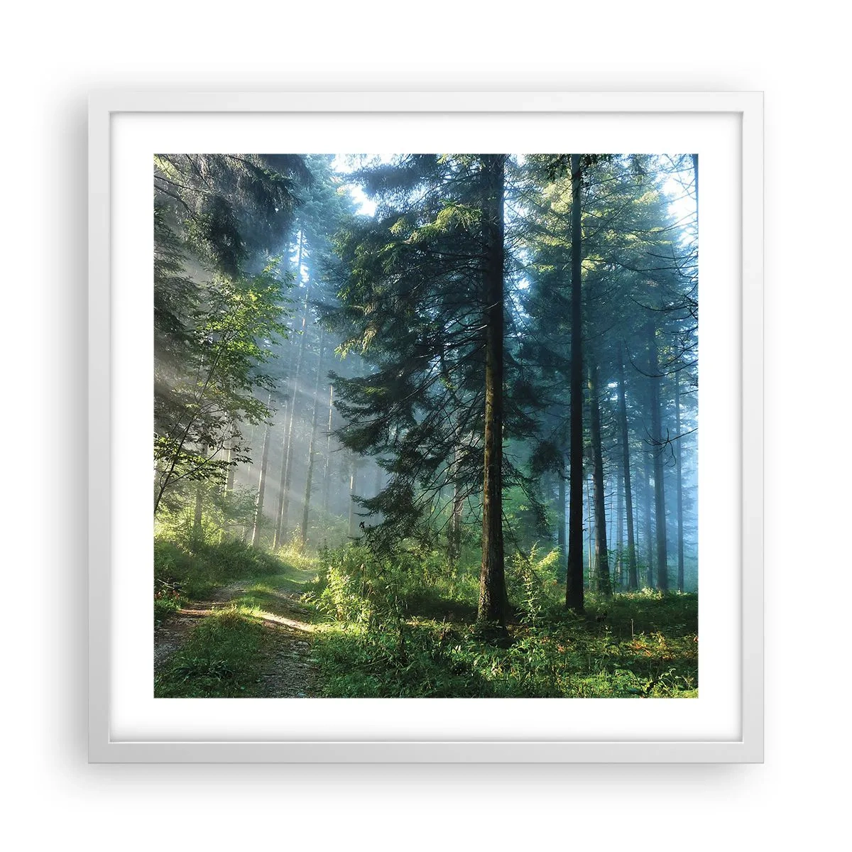 Affiche dans un cadre blanc - Poster - Rayonnant le matin - 50x50 cm