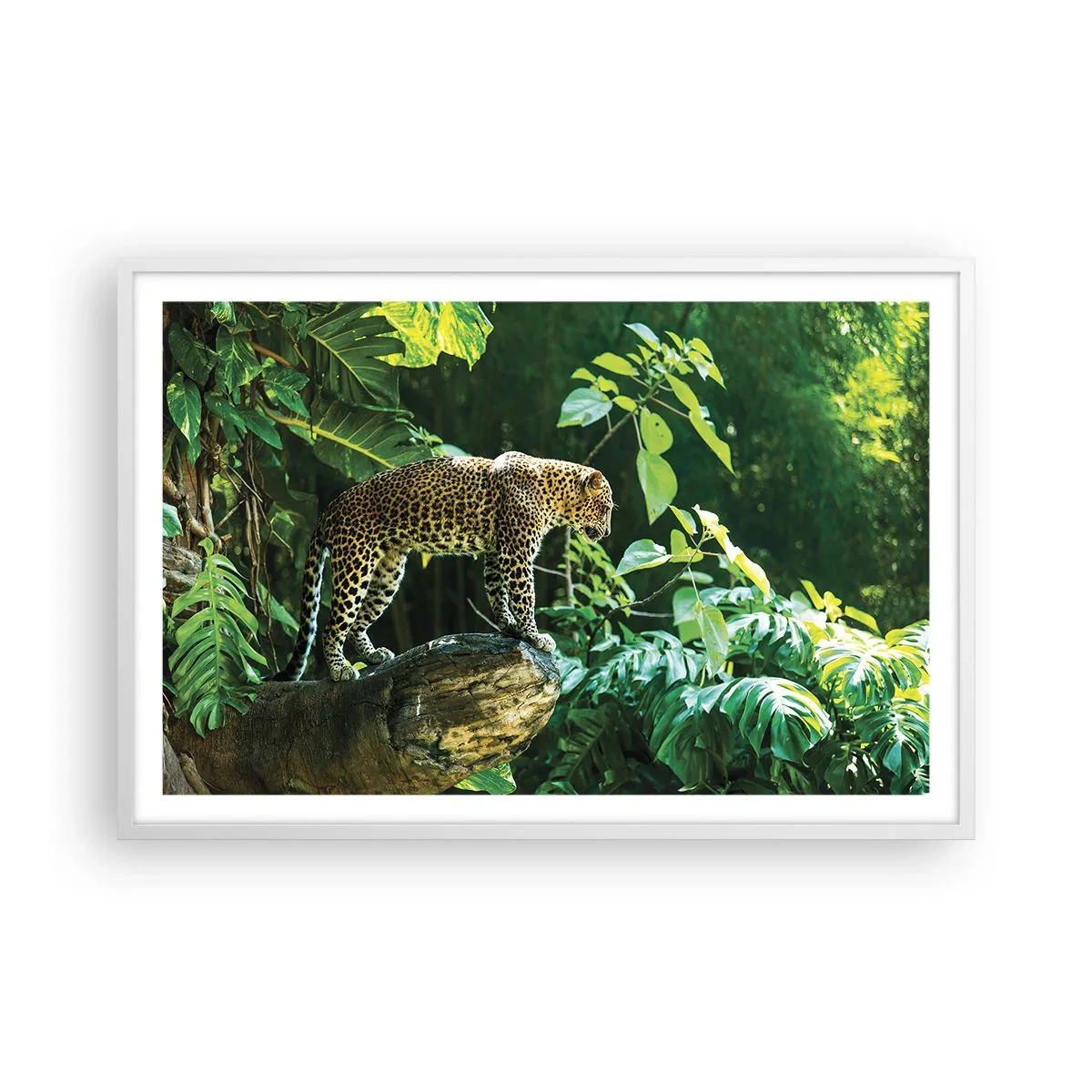Affiche dans un cadre blanc - Poster - À la chasse? - 91x61 cm