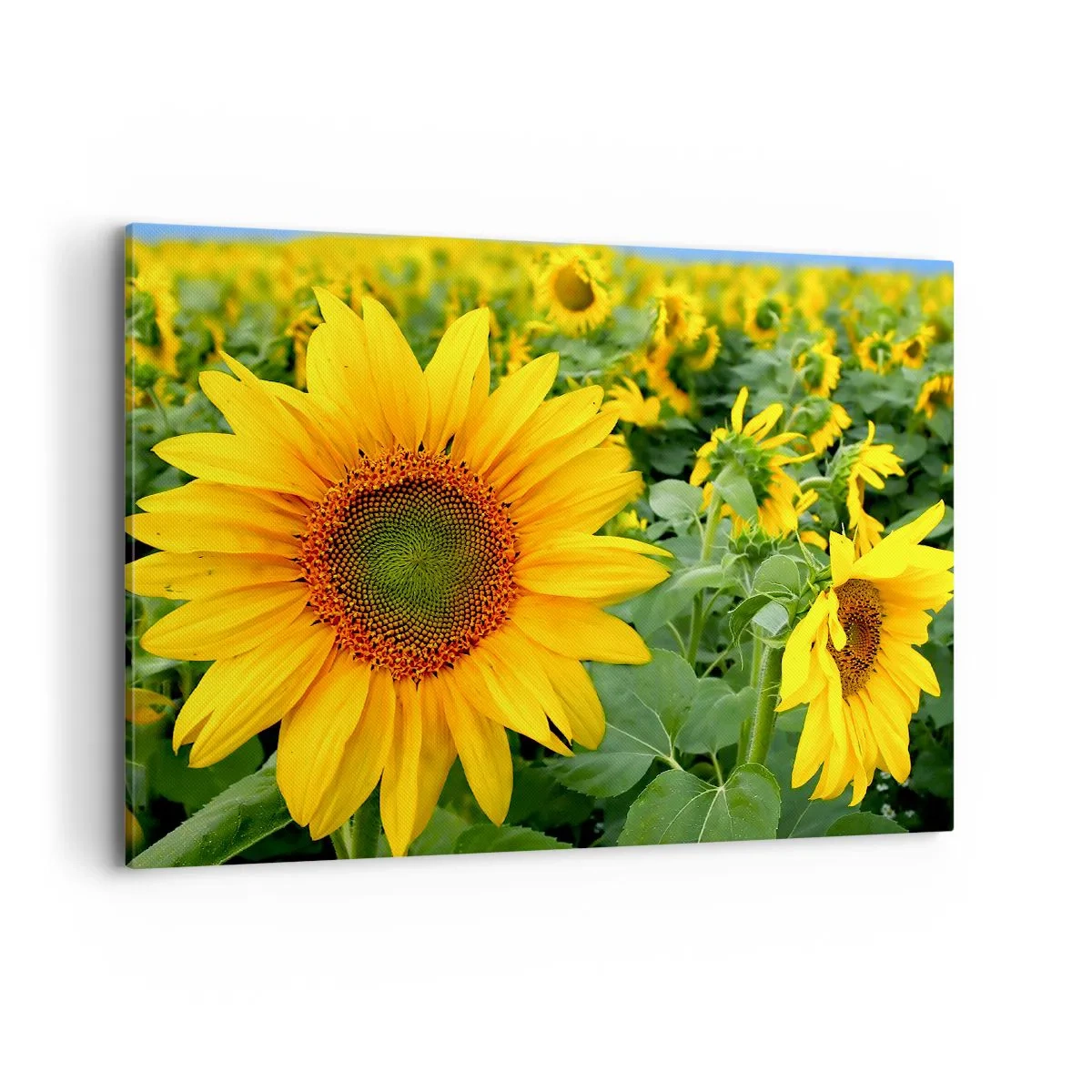 Impression sur toile - Image sur toile - Un champ de tournesols aux fleurs jaunes sur fond de feuilles vertes - 100x70cm - Des centaines de soleils se sont embrasés - Décoration murale moderne pour le salon et la chambre ARTTOR