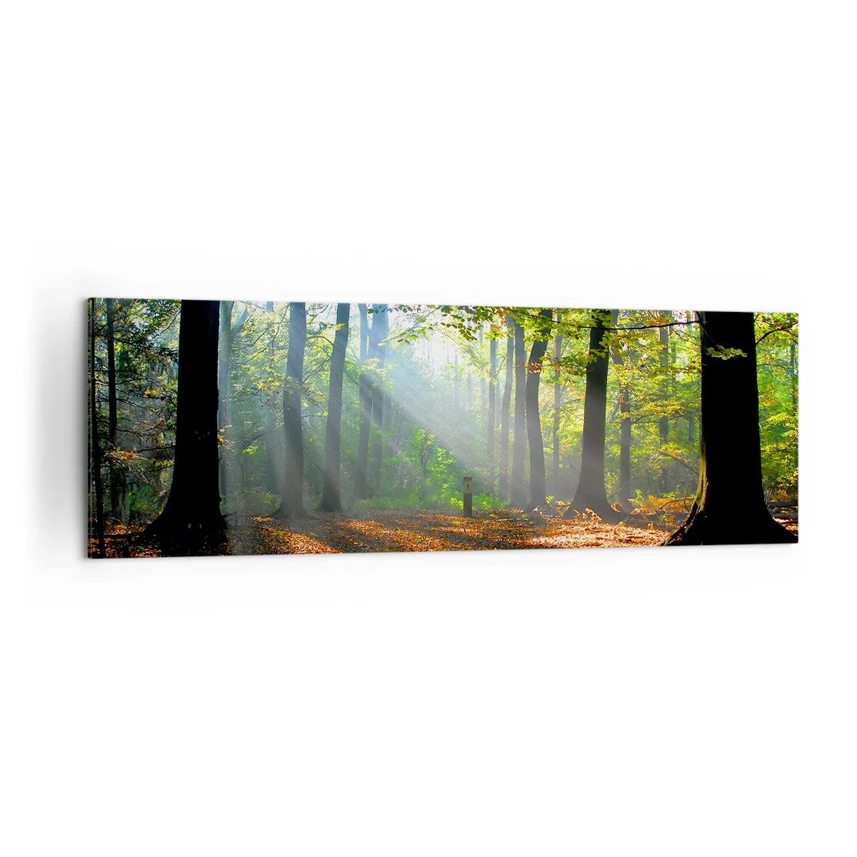 Impression sur toile - Image sur toile - Une clairière forestière illuminée par les rayons du soleil - 160x50cm - Ombres et lumières - Décoration murale moderne pour le salon et la chambre ARTTOR