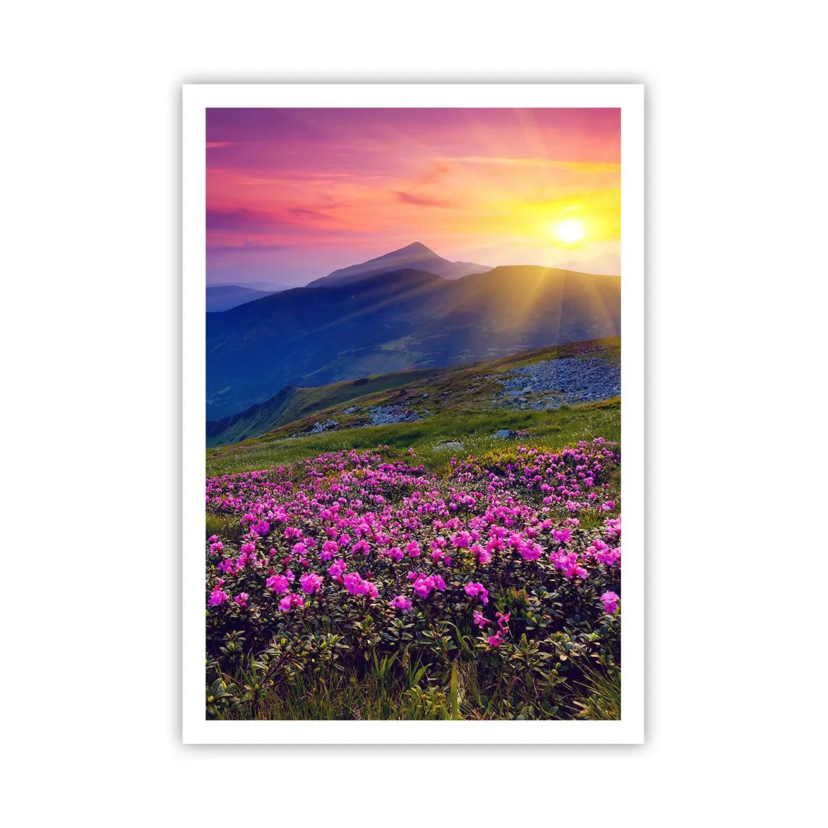 Affiche - Poster - … Et autour, ça sent le pin des montagnes et l'odeur de la prairie - 70x100 cm