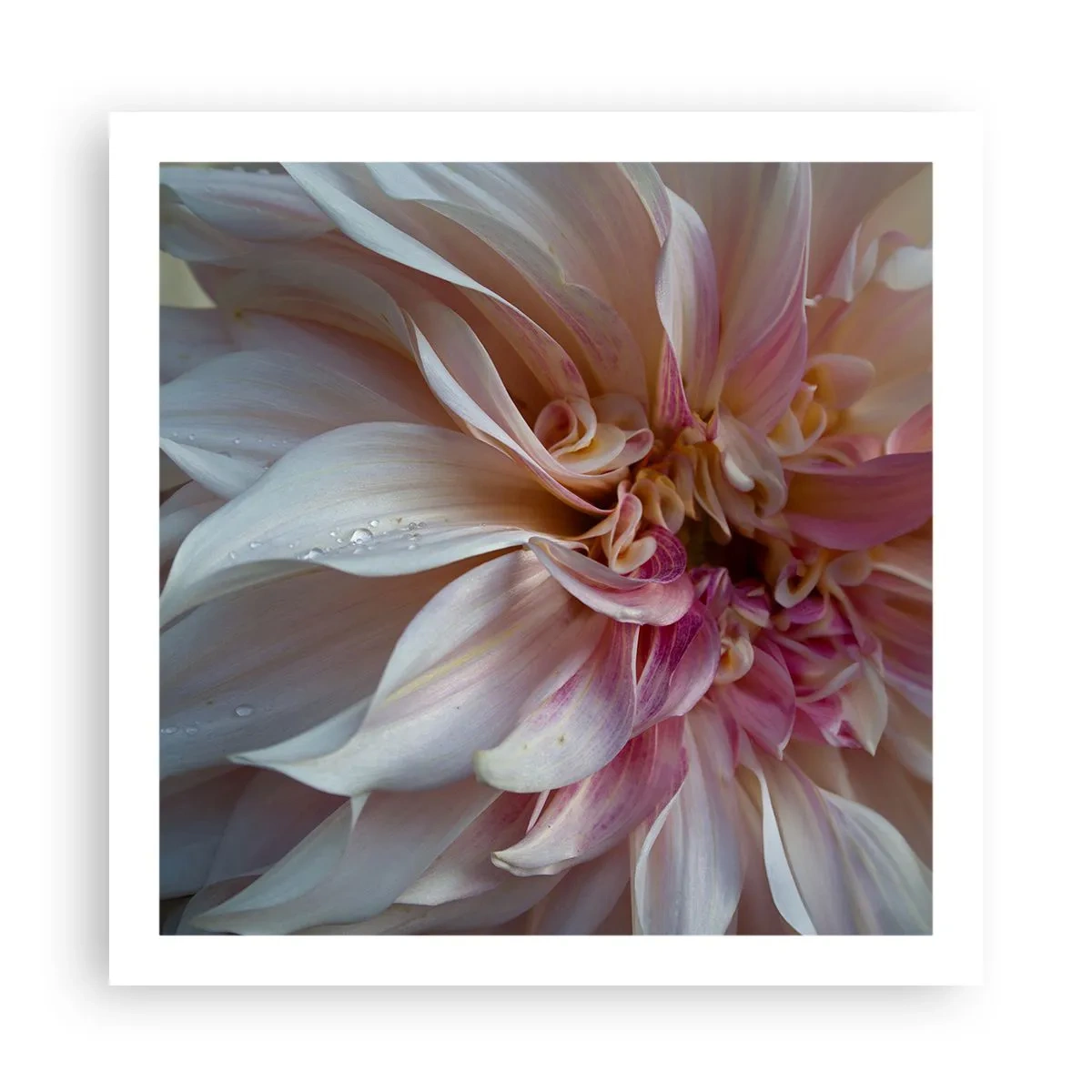 Affiche - Poster - Fraîcheur fleurissante - 60x60 cm