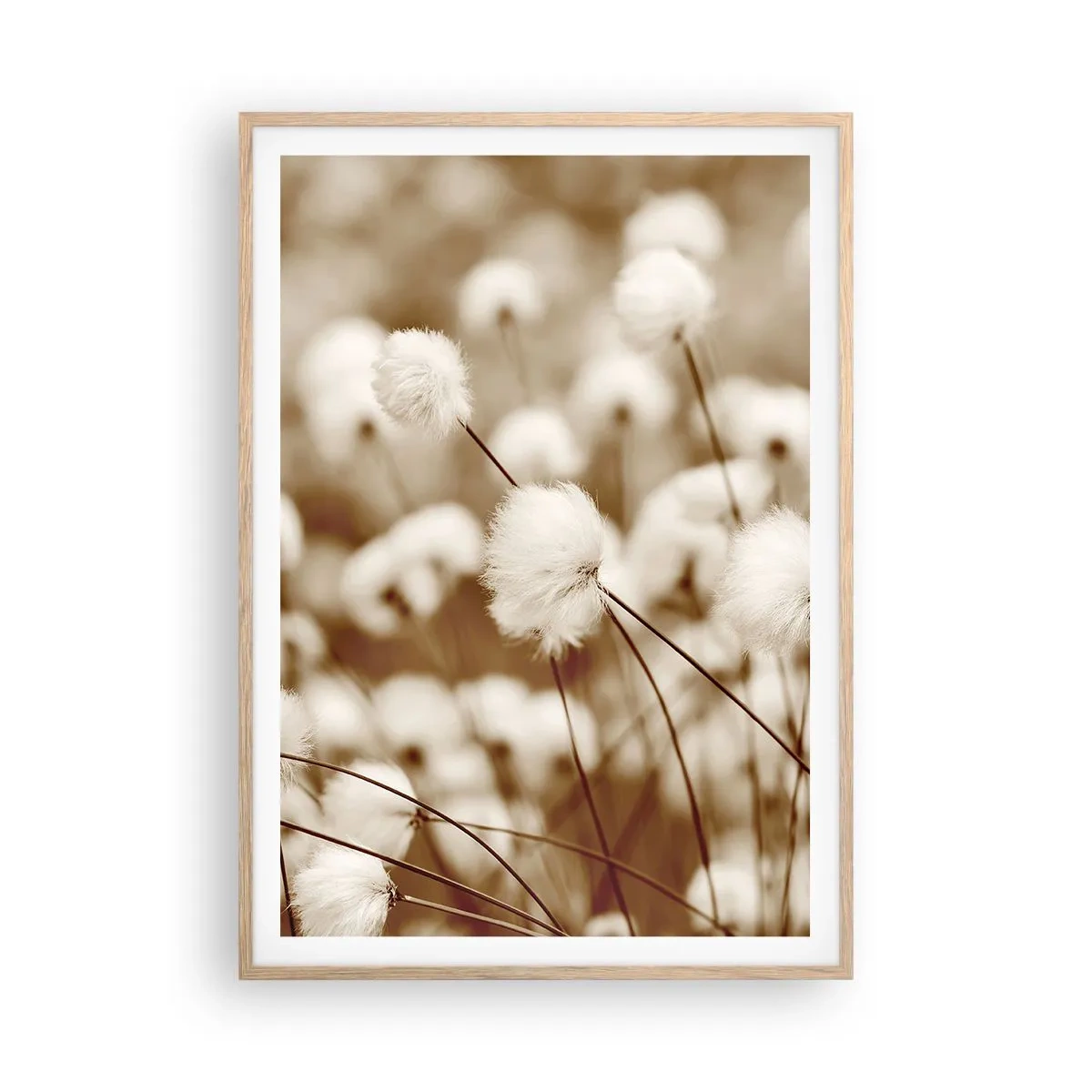 Affiche dans un chêne clair - Poster - Tige moelleuse - 70x100 cm