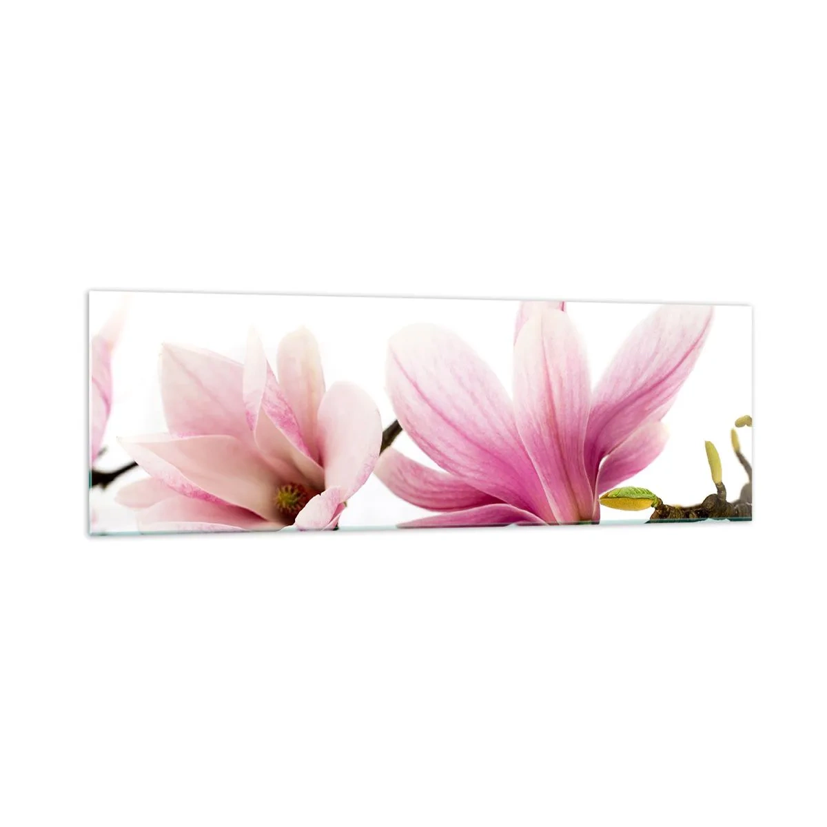 Impression sur verre - Image sur verre - Magnolias roses délicats sur fond blanc - 160x50cm - Délicat comme une brise de printemps - Décoration murale moderne pour le salon et la chambre ARTTOR
