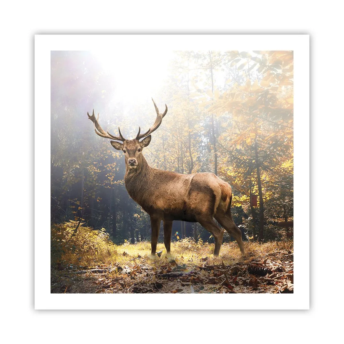 Affiche - Poster - Toute sa majesté - 60x60 cm