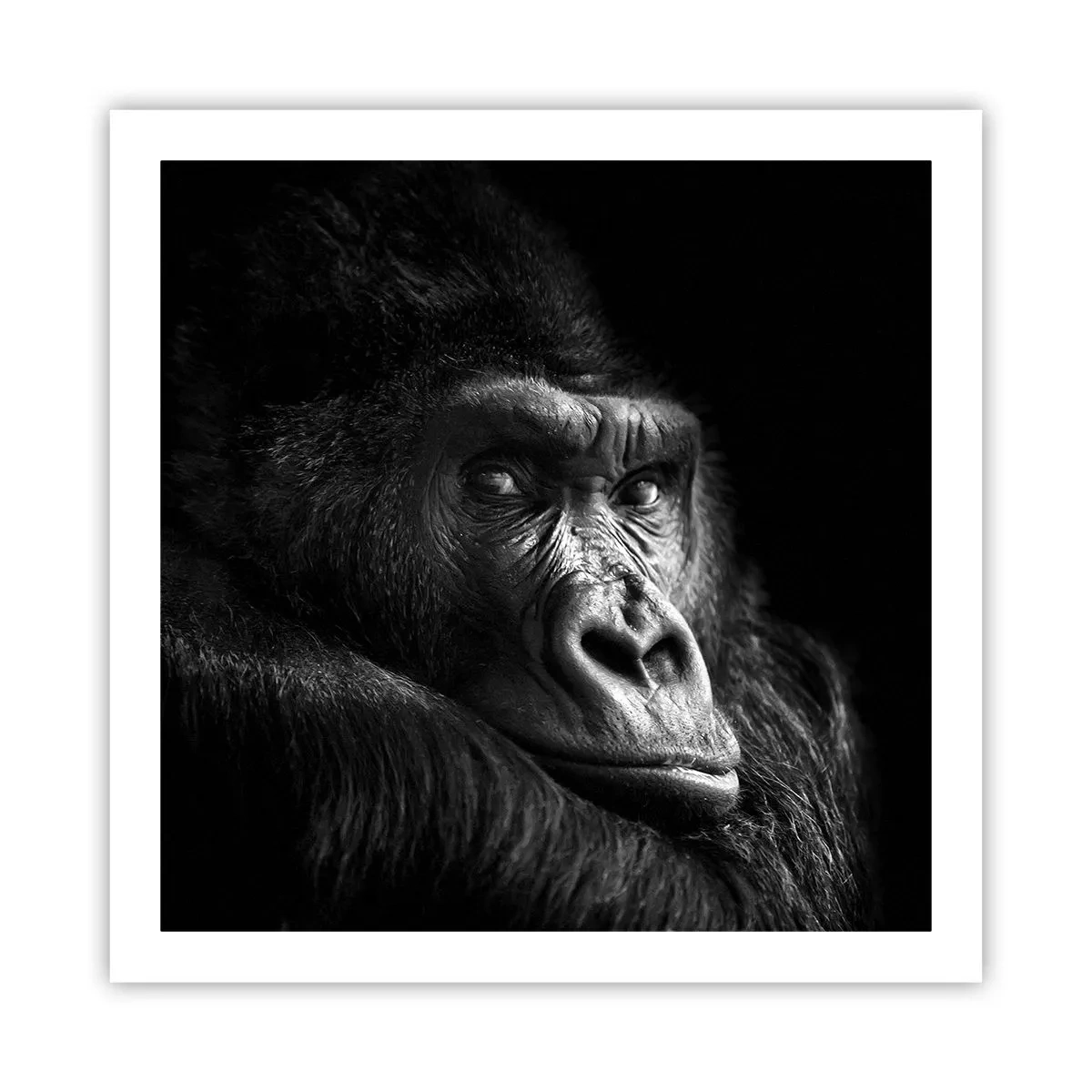 Affiche - Poster - Et qu'est-ce que tu regardes? - 60x60 cm