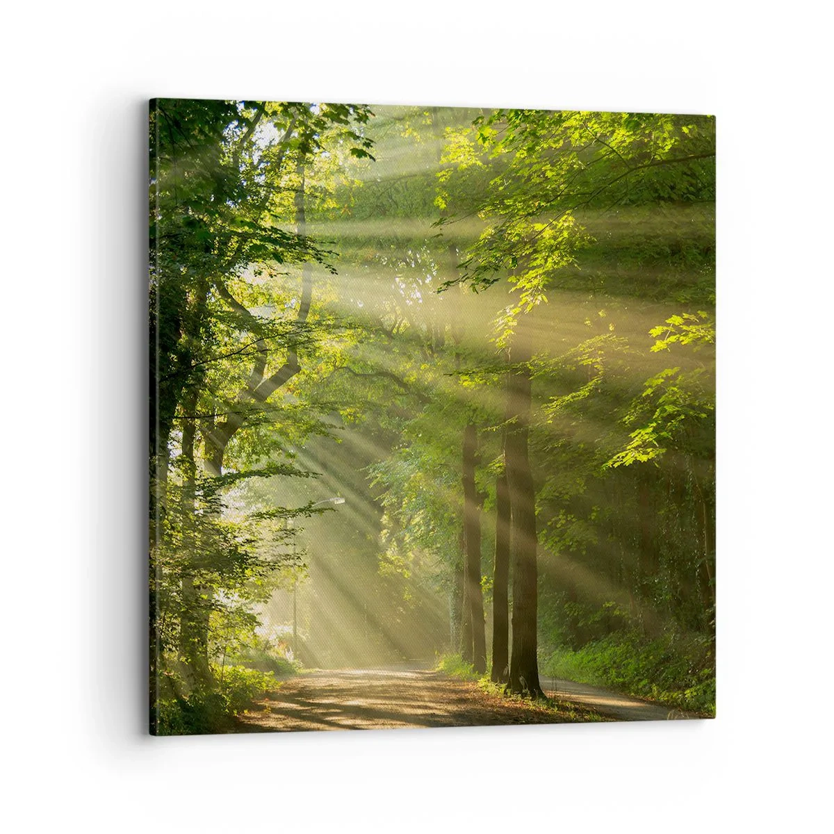 Impression sur toile - Image sur toile - Moment de forêt - 70x70 cm