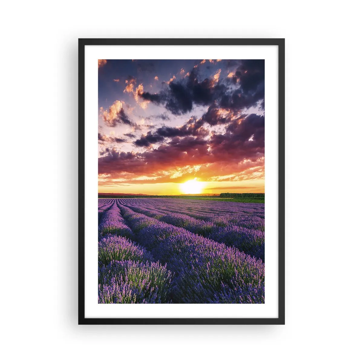 Affiche dans un cadre noir - Poster - Champ de lavande au coucher du soleil - 50x70cm - Monde de lavande - Décoration murale moderne pour le salon et la chambre ARTTOR