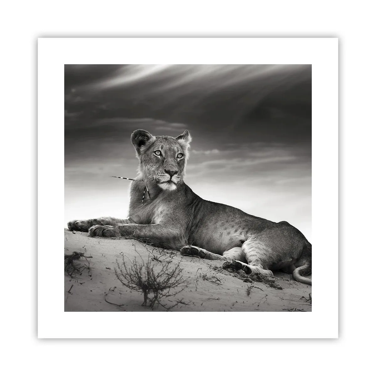 Affiche - Poster - La reine du désert reste - 40x40 cm