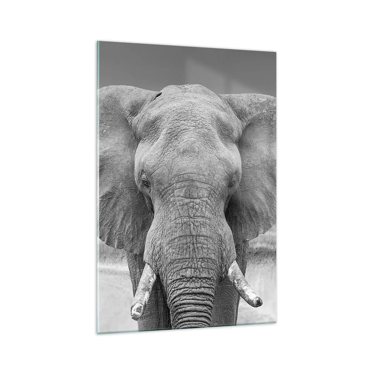 Impression sur verre - Image sur verre - Portrait d'un éléphant en noir et blanc - 70x100cm - Bienvenue dans mon monde - Décoration murale moderne pour le salon et la chambre ARTTOR