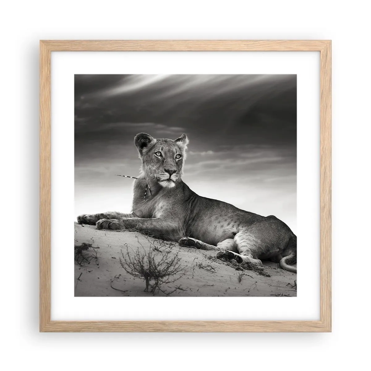 Affiche dans un chêne clair - Poster - La reine du désert reste - 40x40 cm