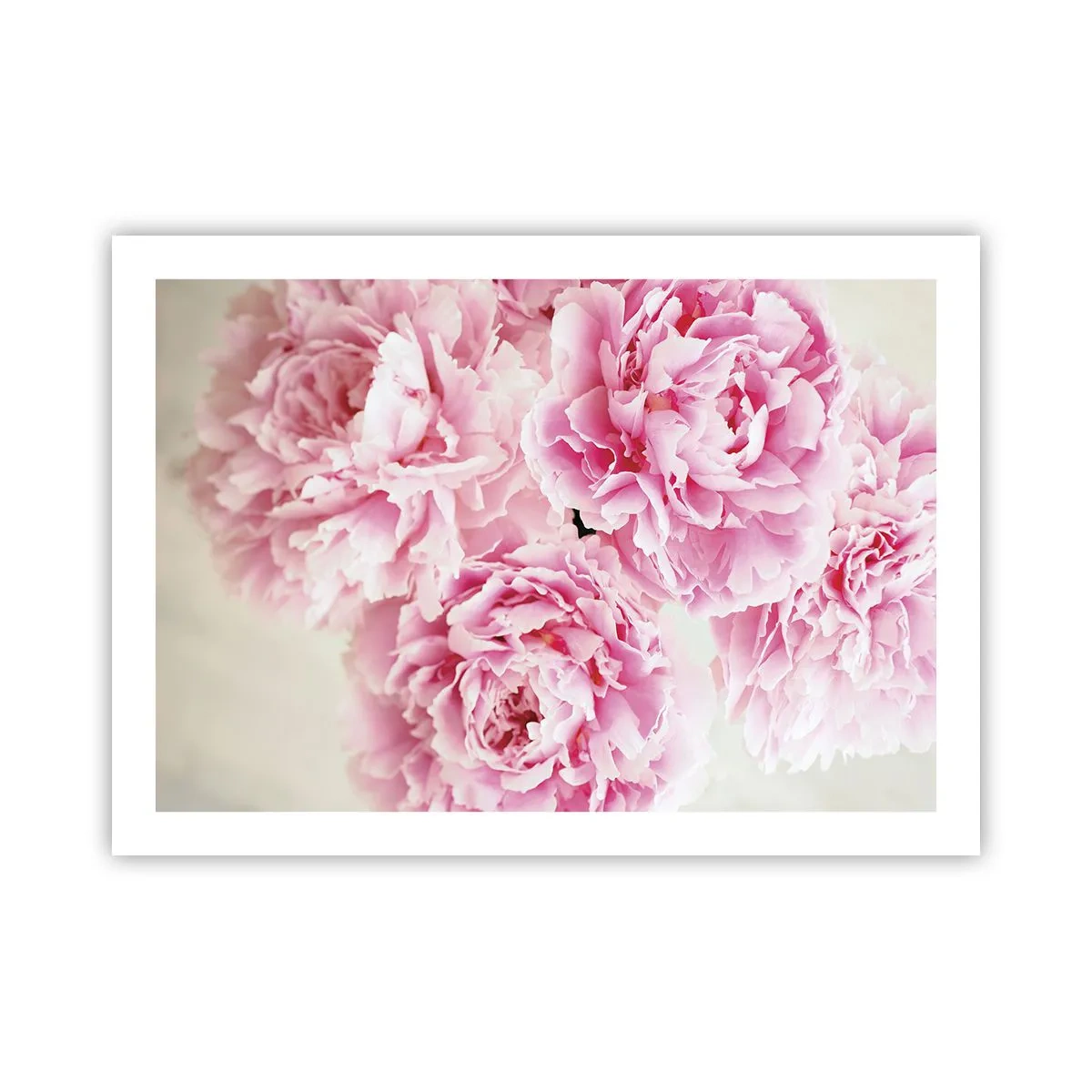 Affiche - Poster - En glamour rose - 70x50 cm