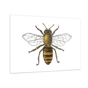 Impression sur verre - Image sur verre - Illustration détaillée d'une abeille sur fond blanc - 100x70cm - Belle et bonne - Décoration murale moderne pour le salon et la chambre ARTTOR
