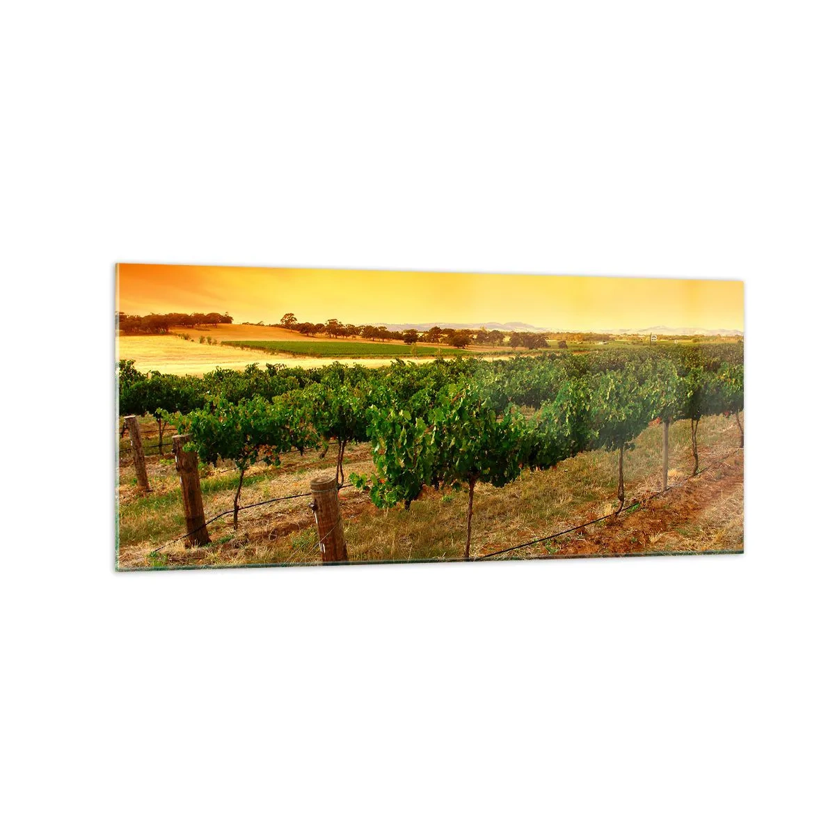 Impression sur verre - Image sur verre - Vignes dans une plantation au coucher du soleil doré - 120x50cm - S'abreuver du soleil - Décoration murale moderne pour le salon et la chambre ARTTOR