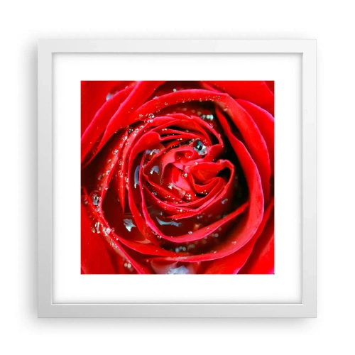 Affiche dans un cadre blanc - Poster - Dans les gouttes de rosée - 30x30 cm