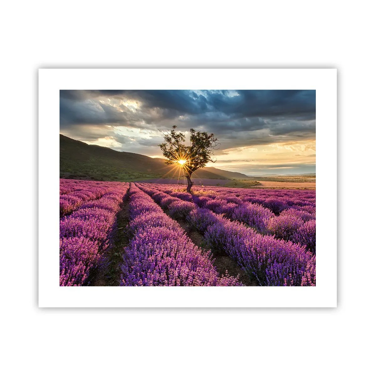 Affiche - Poster - Arôme de couleur lilas - 50x40 cm