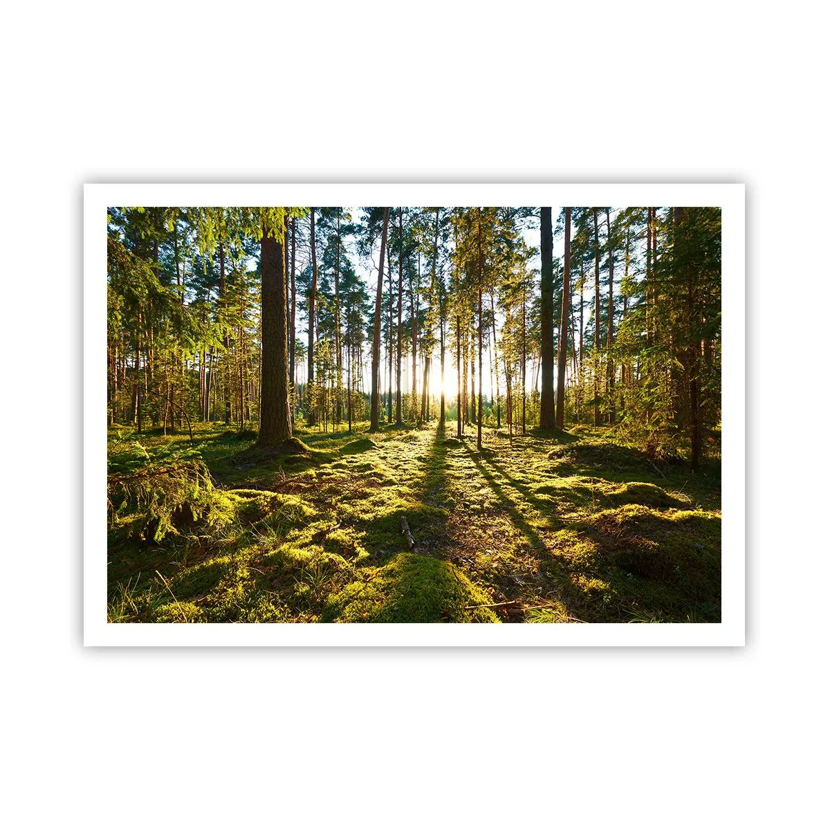 Affiche - Poster - Forêt verte illuminée par la lumière du soleil sur la mousse - 100x70cm - … Derrière les sept forêts - Décoration murale moderne pour le salon et la chambre ARTTOR