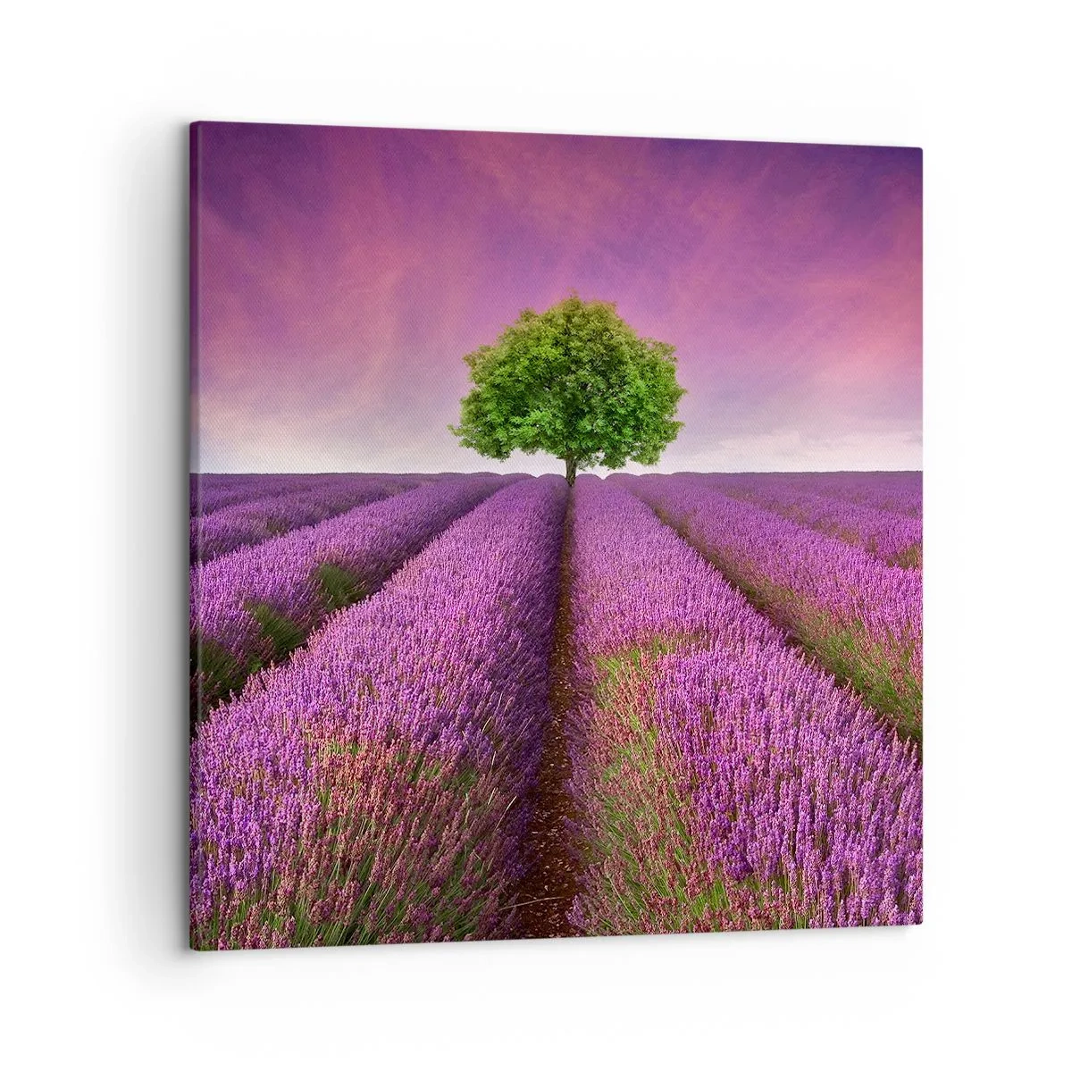 Impression sur toile - Image sur toile - Dans un champs de lavande - 50x50 cm